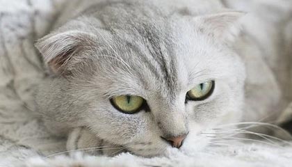 郑钦文、苏炳添等运动员亮相天安门广场,均受邀参加九三阅兵盛典